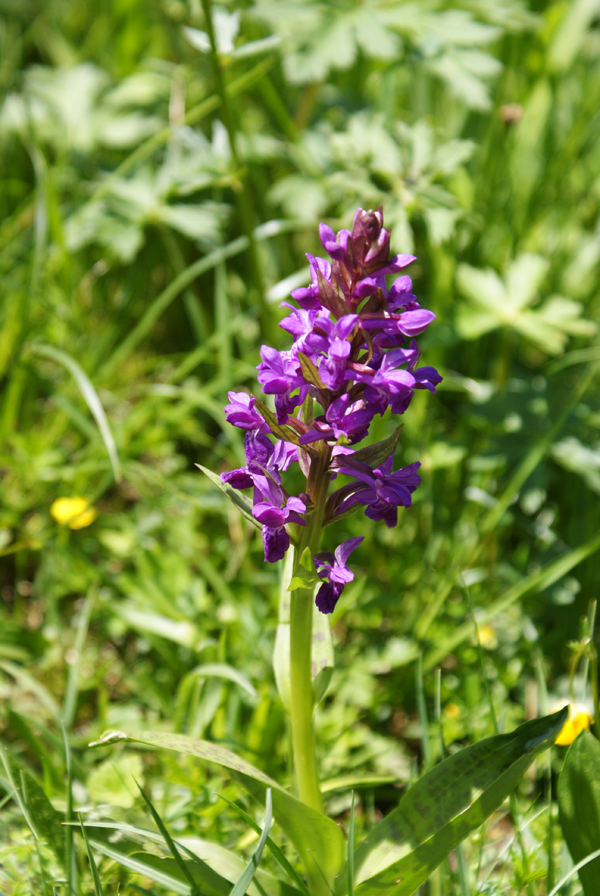 2009_Pfingstwanderung_Jungholz_Sorgschrofen_1160