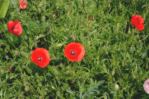 klatschmohn1