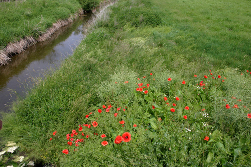 klatschmohn2